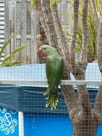 Te koop jonge alexanderparkiet, Dieren en Toebehoren, Vogels | Parkieten en Papegaaien, Vrouwelijk, Parkiet