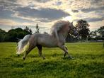 Falabella hengst en NMPRS merrie, Dieren en Toebehoren, Niet van toepassing, A pony (tot 1.17m), 3 tot 6 jaar, Meerdere dieren