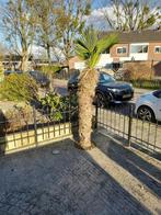 Palmbomen Trachycarpus wagnerianus, Tuin en Terras, Planten | Bomen, 100 tot 250 cm, Zomer, Palmboom, Ophalen