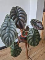 Philodendron Red, Ophalen, Overige soorten, Halfschaduw, In pot