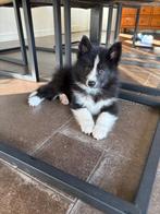 Laatste Pomsky F2 pup (reu) met EPR stamboom, Overige rassen, CDV (hondenziekte), 8 tot 15 weken, Meerdere