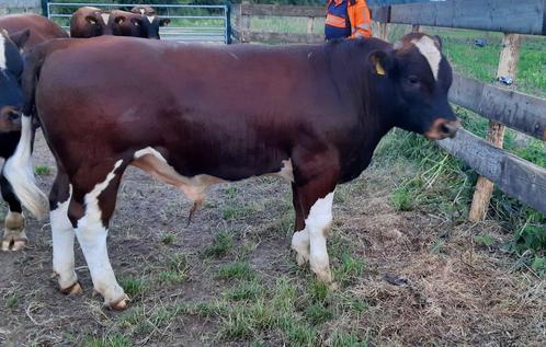 te koop Brandrode runderen, Dieren en Toebehoren, Runderen, Mannelijk, 0 tot 2 jaar