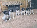 friese stabij pups raszuiver, Rabiës (hondsdolheid), Overige rassen, 8 tot 15 weken, Meerdere