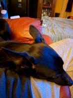 Mechelse herder voor herplaatsing 1 jaar oud., Parvo, Reu, 1 tot 2 jaar, Eén hond