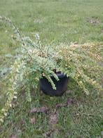 Lonicera Maigrün, Ophalen, Overige soorten, Minder dan 100 cm