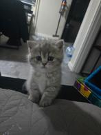 Britse Korthaar kitten, Poes