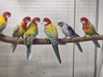 Rosella golden gold, Dieren en Toebehoren, Meerdere dieren, Parkiet, Geringd