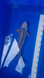 Asagi 40-45cm, Dieren en Toebehoren, Vissen | Vijvervissen, Karper of Koi