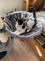 Kittens, Dieren en Toebehoren, Meerdere dieren