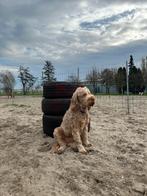 Omheinde uitlaat velden .en speelvelden