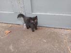 Kitten, Dieren en Toebehoren, Katten en Kittens | Overige Katten, Poes