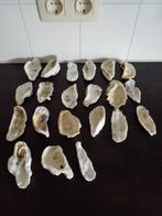 20 x mooie Oesterschelpen maat L (9 cm) gewassen/gespoeld., Ophalen of Verzenden, Nieuw, Materiaal