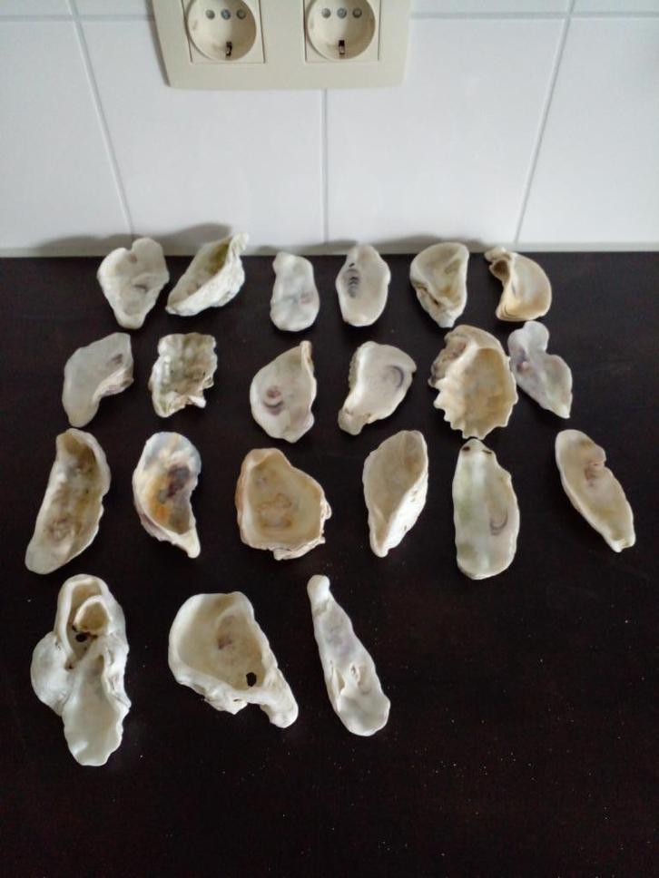 20 x mooie Oesterschelpen maat L (9 cm) gewassen/gespoeld., Hobby en Vrije tijd, Knutselen, Nieuw, Materiaal, Ophalen of Verzenden