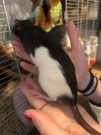 tamme ratten mannen rittens 14 weken oud €6, Dieren en Toebehoren, Knaagdieren, Rat, Mannelijk, Mei, Tam