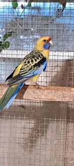 Grote parkieten, Mannelijk, Parkiet, Geringd