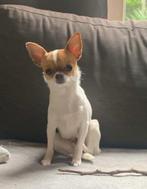 Chihuahua teefje 3 jaar, Dieren en Toebehoren, Rabiës (hondsdolheid), Teef, Eén hond, Chihuahua