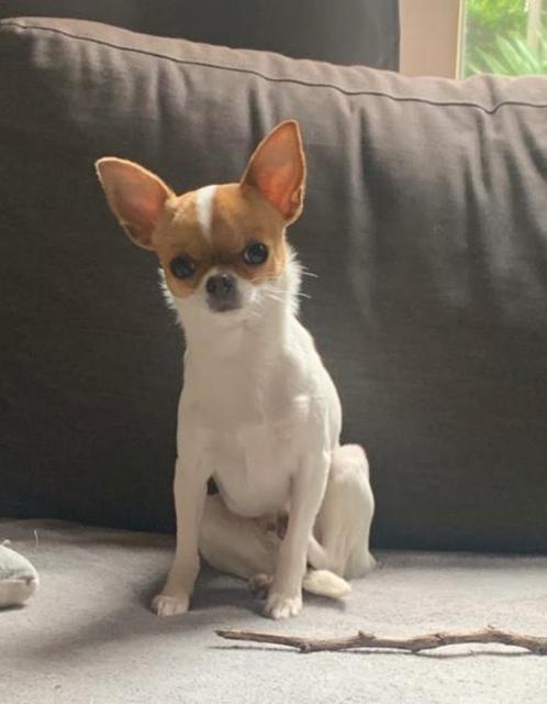 Chihuahua teefje 3 jaar, Dieren en Toebehoren, Honden | Chihuahua's en Gezelschapshonden, Teef, Chihuahua, Particulier, Eén hond