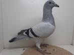 Kleurpostduif kleurpostduiven, Dieren en Toebehoren, Vogels | Duiven, Meerdere dieren, Postduif