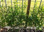 Grote liguster haagplanten, Tuin en Terras, Planten | Struiken en Hagen, Ophalen, Liguster, Haag, Minder dan 100 cm