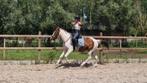 SUPER LEUKE KINDER PONY!!, Merrie, D pony (1.37m tot 1.48m), Recreatiepony, 11 jaar of ouder
