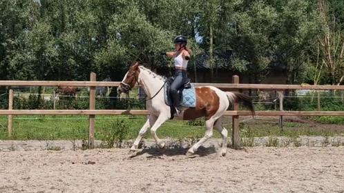 SUPER LEUKE KINDER PONY!!, Dieren en Toebehoren, Pony's, Merrie, D pony (1.37m tot 1.48m), Recreatiepony, 11 jaar of ouder