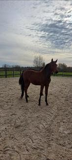 Mooie jaarling merrie van Drummer 2000 TN, Dieren en Toebehoren, Paarden, Merrie, Springpaard, Met stamboom, 0 tot 2 jaar