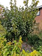 Gratis: 2x esdoorn 2,8m hoog x1,4 breed, Tuin en Terras, Ophalen, Halfschaduw, Overige soorten