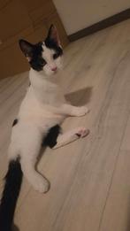 2 lieve kittens zoeken Forever Home, Dieren en Toebehoren, Katten en Kittens | Overige Katten, Meerdere dieren