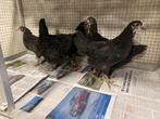 Zwarte australorp haantjes showkwaliteit, Dieren en Toebehoren, Pluimvee, Mannelijk, Kip