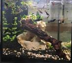 mooie black molly,s te koop, Dieren en Toebehoren, Vissen | Aquariumvissen, Vis, Zoetwatervis, Schoolvis