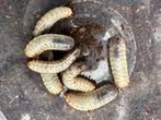 Larven bloemenkever Cyprolais hornimanni, Dieren en Toebehoren, Insecten en Spinnen, Overige soorten