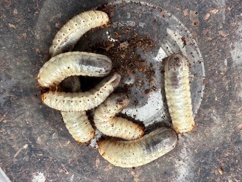 Larven bloemenkever Cyprolais hornimanni, Dieren en Toebehoren, Insecten en Spinnen, Overige soorten