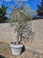Olijfboom Met grote pot 1 meter bij 80 hoog, Tuin en Terras, Planten | Bomen, Olijfboom, 250 tot 400 cm, Zomer, Ophalen