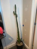 Cactus 1,50m!, Huis en Inrichting, Kamerplanten, Cactus, In pot, Ophalen