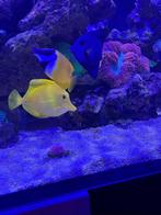 Zebrasoma Flavescens ( gele dokters vis ), Dieren en Toebehoren, Vissen | Aquariumvissen, Vis