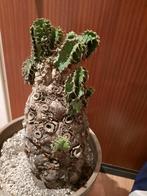 Euphorbia mlanjeana XXXL, rare caudex, show plant, succulent, Huis en Inrichting, Verzenden, In pot, Halfschaduw, Minder dan 100 cm
