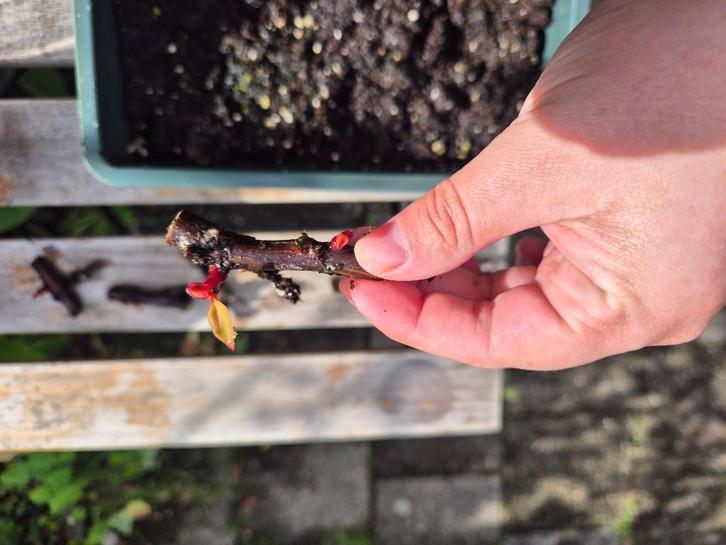 Philodendron Pink Princess, Huis en Inrichting, Kamerplanten, Overige soorten, Minder dan 100 cm, Groene kamerplant, Halfschaduw