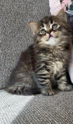 British Shorthair kittens ( ready to move)
