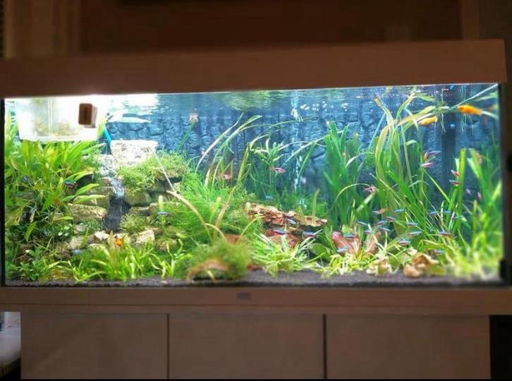 Vissenopvang groningen, Dieren en Toebehoren, Vissen | Aquaria en Toebehoren, Zo goed als nieuw, Ophalen of Verzenden