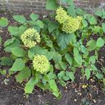 Hydrangea Annabel, Tuin en Terras, Planten | Struiken en Hagen, Ophalen, Hortensia, Minder dan 100 cm