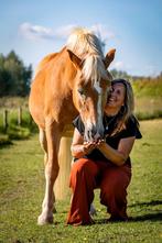 Instructie, Grond & Loswerk lessen, Gedragstraining