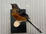 schamalijster EK 2025, Dieren en Toebehoren, Vogels | Overige Vogels, Mannelijk, Tropenvogel, Geringd