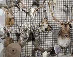 meerdere opgezet ree shoulder borst preparaat hert taxidermy, Ophalen, Nieuw, Hert, Opgezet dier