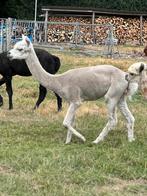 Witte dekrijpe alpaca hengst met appaloosa genen, Dieren en Toebehoren, Overige Dieren, September, Mannelijk