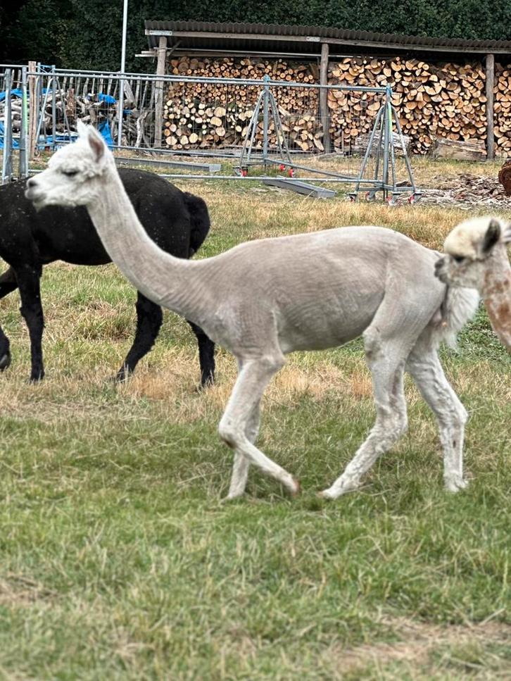 Witte dekrijpe alpaca hengst met appaloosa genen, Dieren en Toebehoren, Overige Dieren, Mannelijk, September