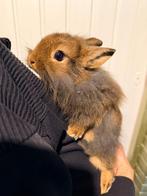 Mix kleurdwerg konijn, Vrouwelijk