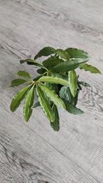 Anthurium Polyschistum 'Tweed' (3 planten), Huis en Inrichting, Ophalen of Verzenden, Halfschaduw, Minder dan 100 cm