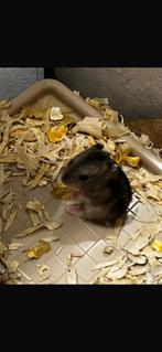 Dwerghamsters, Dieren en Toebehoren, Knaagdieren, Hamster, Januari, Meerdere dieren, Tam