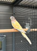 Bourke wildkleur gezoomd, Dieren en Toebehoren, Vogels | Parkieten en Papegaaien, Mannelijk, Parkiet, Geringd