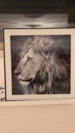 Schilderij leeuw, Antiek en Kunst, Kunst | Schilderijen | Modern, Ophalen of Verzenden